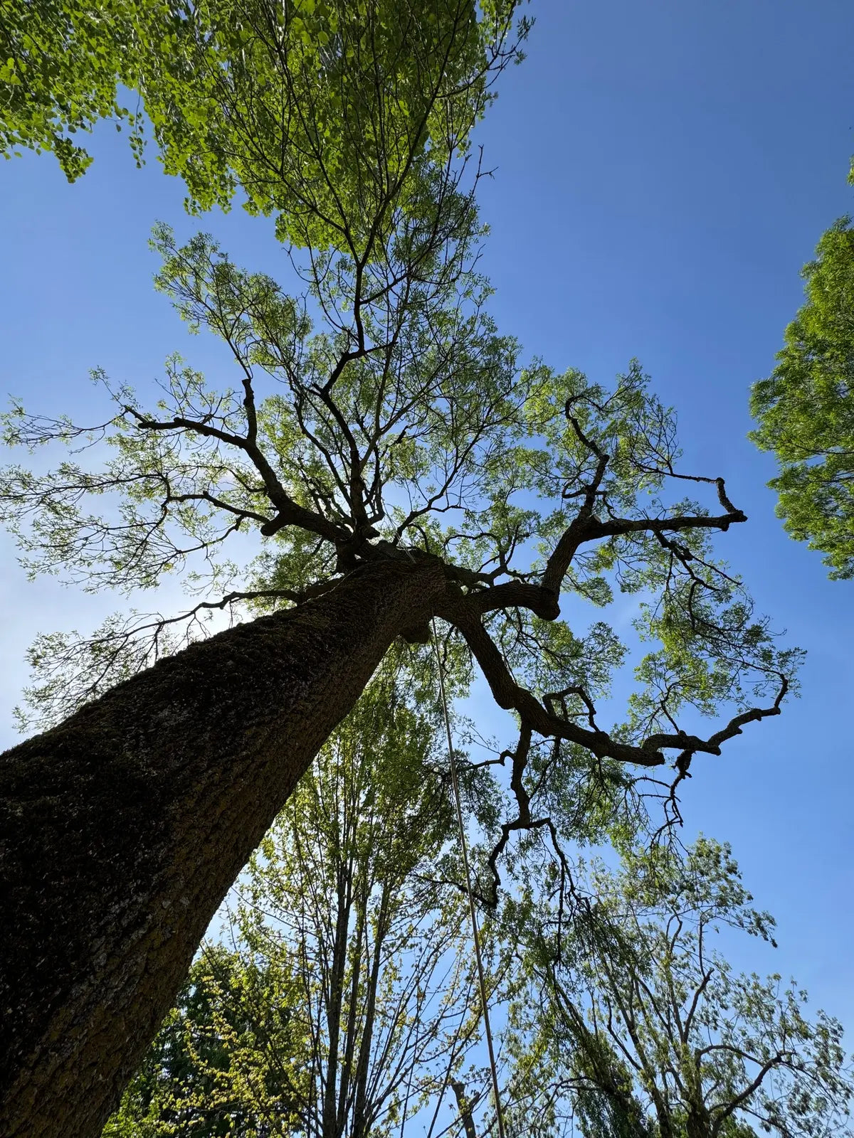 Boomkroon met frisgroene bladeren tegen een blauwe lucht